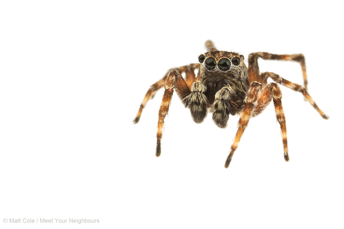 MYN Jumping Spider